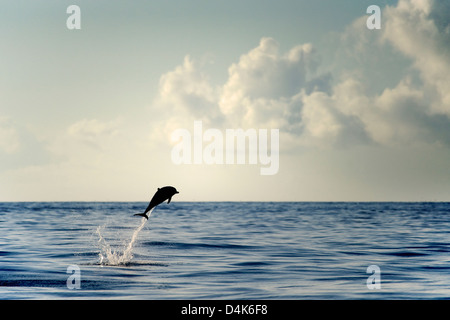 Dolphin salta fuori di acqua Foto Stock