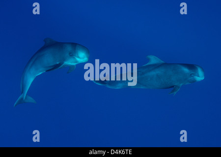 Sperma balene nuotare sott'acqua Foto Stock