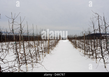 Meleto in inverno in Upstate New York Foto Stock