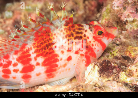 Hawkfish nuoto nella barriera corallina Foto Stock