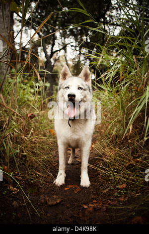 Cane ansimante nella foresta Foto Stock