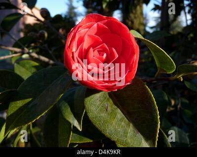 Un giapponese di Camelia (lat.: Camellia japonica) raffigurato in un giardino vicino a Roma, Italia, 10 marzo 2009. Il Camelia è un genere di piante in fiore nella famiglia Theaceae nativo in Europa orientale e in Asia del sud. Foto: Beate Schleep Foto Stock