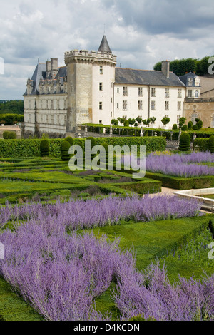 Giardino di lavanda e Chateau de Villandry, Valle della Loira, Francia Foto Stock