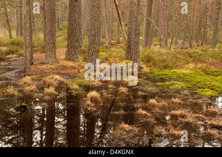 Le riflessioni di pino silvestre alberi Foto Stock