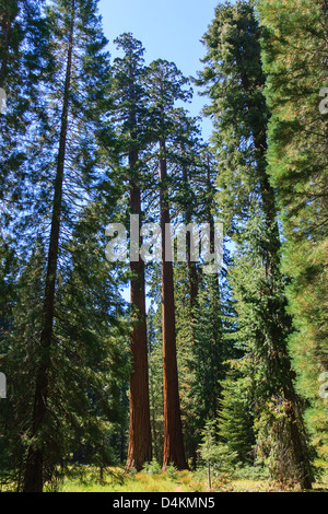 Sequoia National Park, California, Stati Uniti d'America Foto Stock