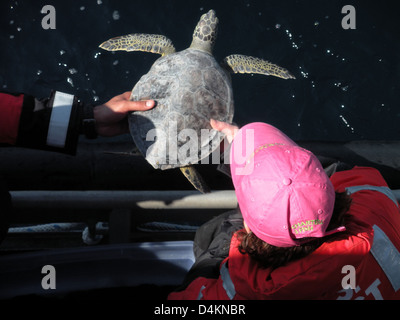 Riabilitato tartarughe rilasciato off Carolina del Nord Foto Stock