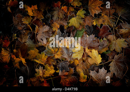 Caduto foglie d'acero Foto Stock