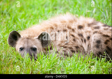 Infant Spotted hyena Crocuta crocuta piatto, nascondendo in erba Foto Stock