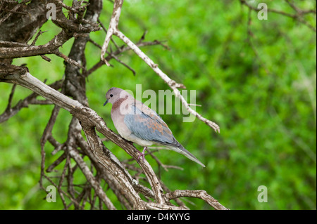 Immagine di panorama di un ridere Colomba Spilopelia senegalensis appollaiato in una struttura ad albero Foto Stock