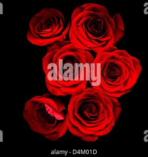 Rose rosse su sfondo nero Foto Stock