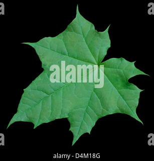Vista in pianta di un frastagliate foglie verde nella parte posteriore in nero Foto Stock