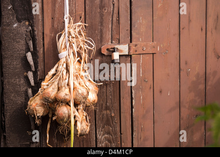 Un mazzetto di recente le cipolle raccolte appeso a un capannone sotto il sole Foto Stock