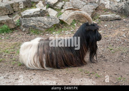 Lateralmente colpo di Valais Blackneck capra mentre si appoggia al suolo in ambiente naturale Foto Stock