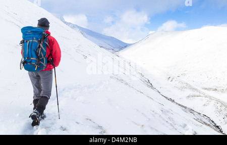 Un escursionista climbing bordo affilato sulla rotta verso il vertice di Blencathra (a doppio spiovente) nel distretto del lago. Foto Stock