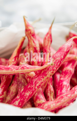 Close up scriccioli fagioli uovo Foto Stock