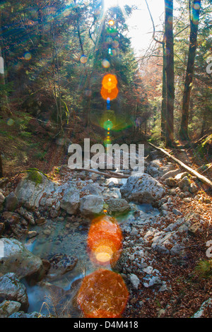 Sole che splende su rocky creek in foresta Foto Stock