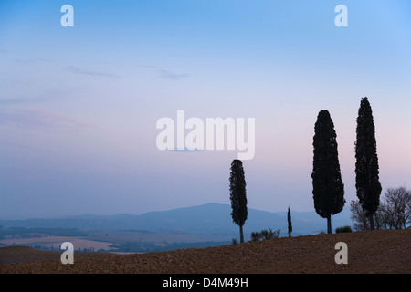 Cipresso toscano alberi che crescono sulla collina Foto Stock