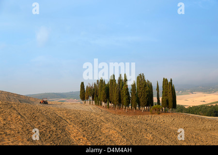 Tuscan cipressi nel paesaggio polveroso Foto Stock