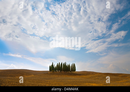 Tuscan cipressi nel paesaggio polveroso Foto Stock