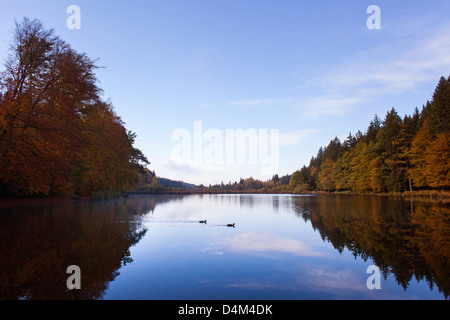 Alberi riflessa nella ancora lago rurale Foto Stock