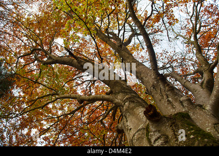 Basso angolo di vista autumn tree Foto Stock