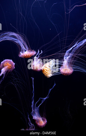 Medusa, Acquario, San Francisco, California, Stati Uniti d'America Foto Stock