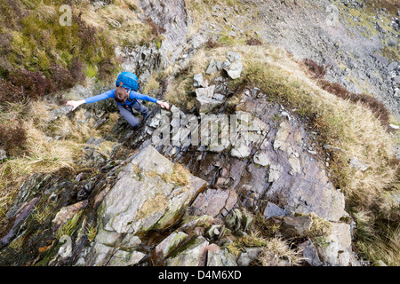 Un escursionista ascendente del Jack rastrello su Pavey Arca nel distretto del lago. Foto Stock