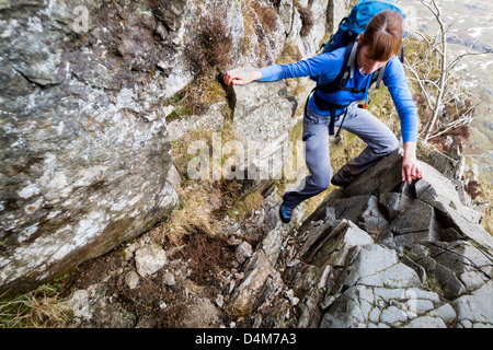 Un escursionista ascendente del Jack rastrello su Pavey Arca nel distretto del lago. Foto Stock