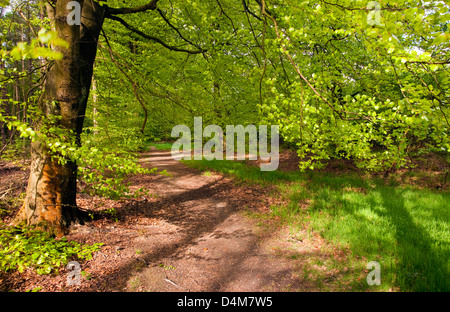 Sentiero fiancheggiato con matura faggi Beaudesert Old Park Cannock Chase AONB (area di straordinaria bellezza naturale) in Staffordsh Foto Stock