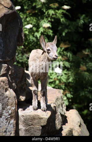 Berlino, Germania, giovane stambecco siberiano Foto Stock