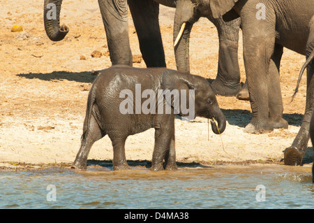 Baby Elephant al fiume Chobe, Chobe National Park, Botswana Foto Stock