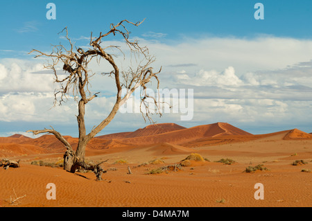 Albero morto a Sossusvlei, Namib-Naukluft National Park, Namibia Foto Stock