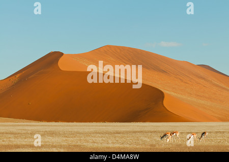 Duna al Sossusvlei con Springboks, Namib-Naukluft National Park, Namibia Foto Stock