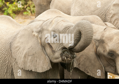 Elephant bere sul fiume Chobe, Chobe National Park, Botswana Foto Stock