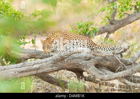 Leopard sul prowl Klaserie nella riserva naturale privata, Sud Africa Foto Stock