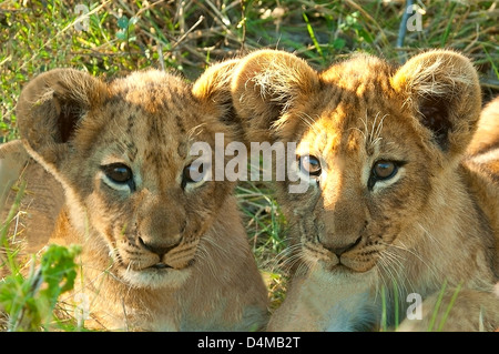 Lion Cubs a Khwai River, vicino alla riserva Moremi, Botswana Foto Stock