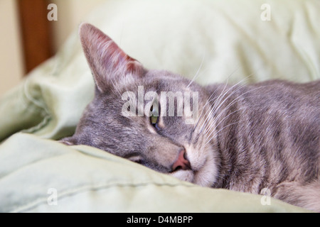 Dieci mesi tabby grigio cat sonnecchiare sul cuscino. Foto Stock