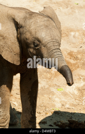 Giovane elefante al fiume Chobe, Chobe National Park, Botswana Foto Stock