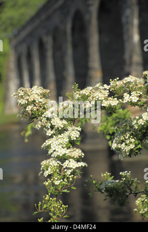Biancospino in fiore fiore con un viadotto in background all'Bawnaknockane estuario del fiume, Ballydehob, Cork, Irlanda Foto Stock