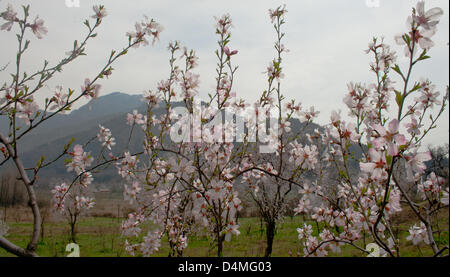 Srinagarl, Indiano Kashmir amministrato, sabato 16 marzo 2013. Vista generale dei mandorli in fiore sulle rive del lago Dal a Srinagar , il fiore di migliaia di alberi di mandorle segna l'arrivo della primavera e attrae i turisti di tutto il mondo per il Kashmir(Sofi Suhail/ Alamy) . Foto Stock