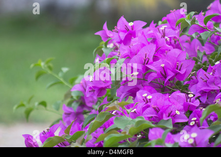 Gruppo di fiori di bouganville contro lo sfondo di colore verde Foto Stock