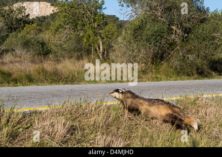 Badger morti sulla strada ucciso in auto Foto Stock