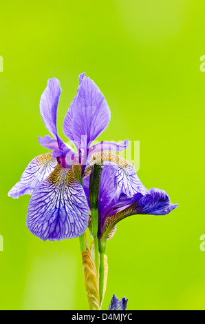 Viola iris barbuto sfocate su sfondo verde Foto Stock