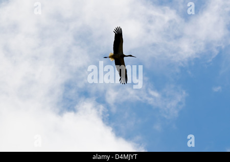 Ritratto di una cicogna, in bilico nel cielo Foto Stock