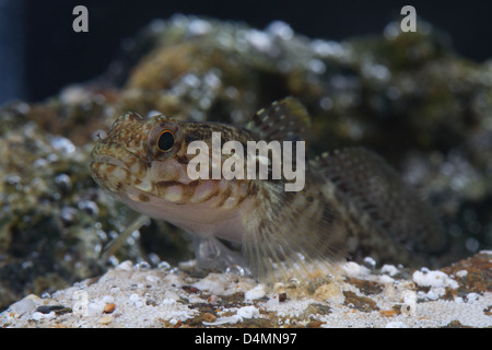 Rock ghiozzo in acquario Foto Stock