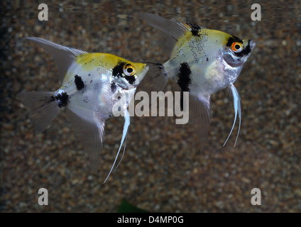 Due pesci angelo in acquario Foto Stock