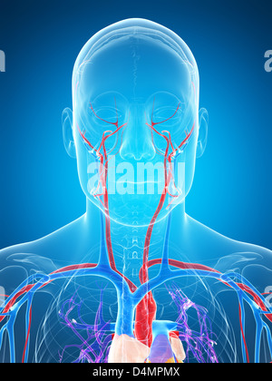 Sistema vascolare Foto Stock