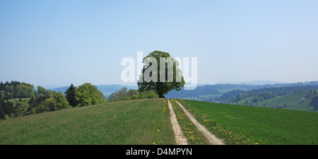 Gli alberi su una collina, Svizzera Canton Lucerna, Emmental Foto Stock