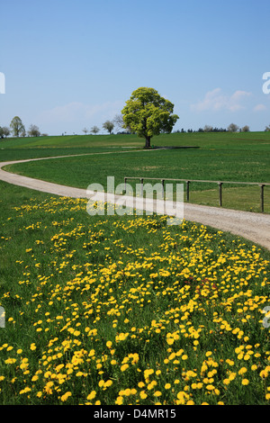 Paesaggio di primavera, Svizzera, Canton Berna, Emmental Foto Stock