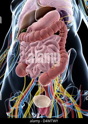 Anatomia maschio Foto Stock